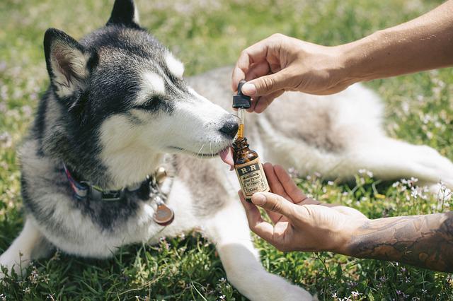 Olej cbd dla psów – czy warto podawać olej cbd zwierzętom?