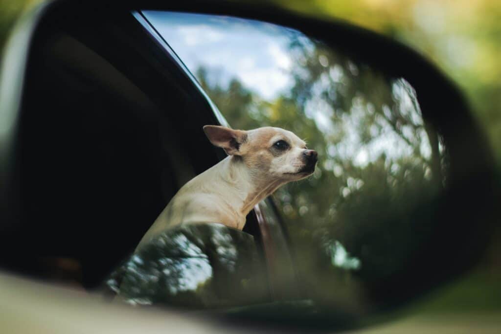 Pies szczeka i rzuca się w samochodzie – co robić?