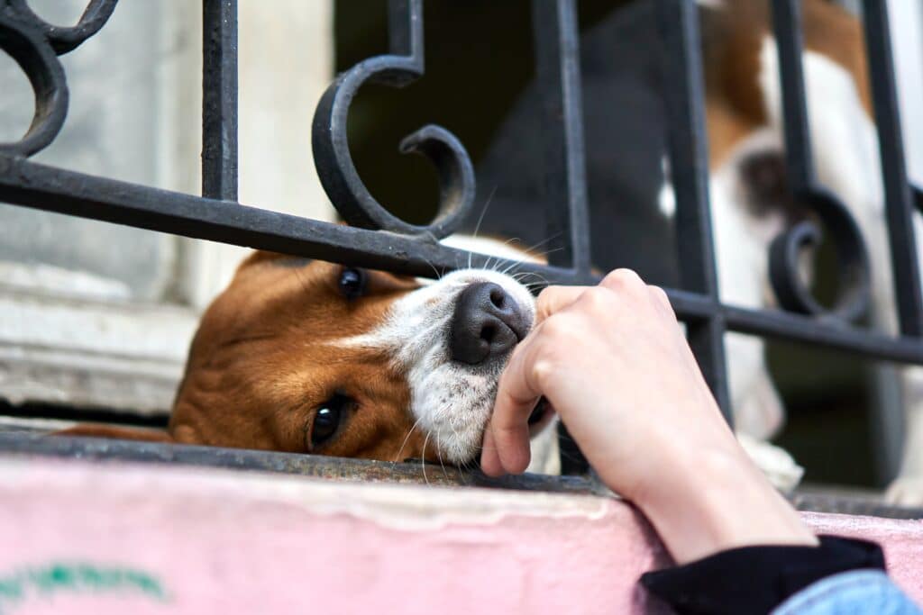 Jak karmić psa – sprawdzone porady dla opiekunów