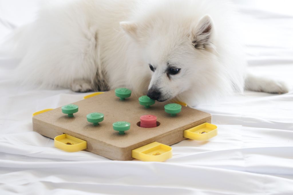 Znaczenie zabaw w życiu psa — jak wpływają na zdrowie i rozwój czworonoga?