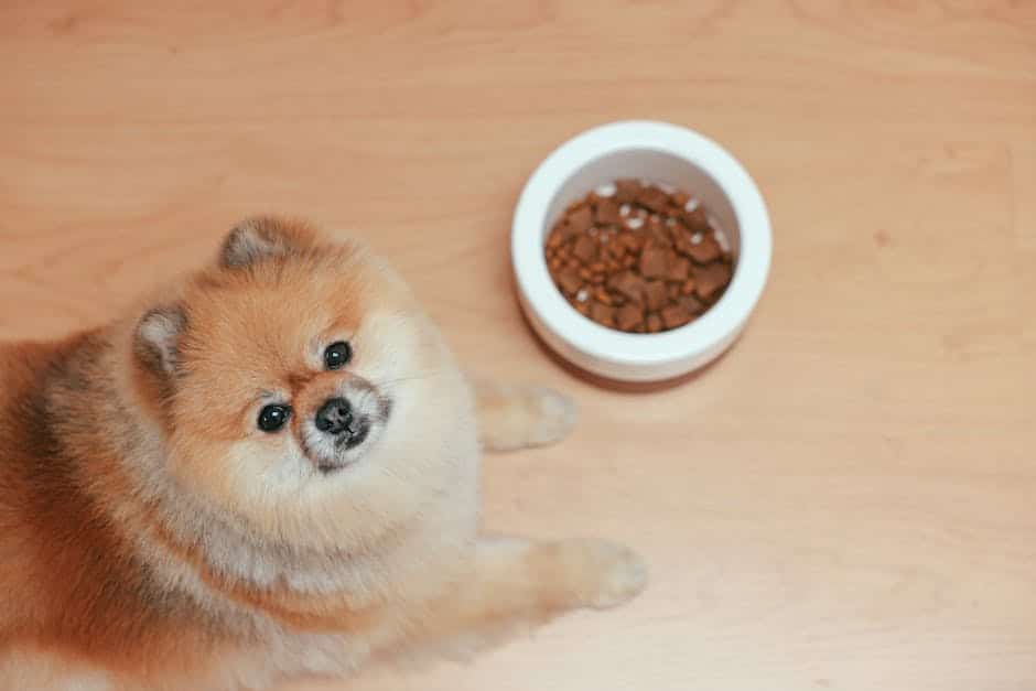 Superfoods dla psów: Dodatki do karmy, które mogą zmienić życie twojego pupila